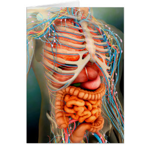 Perspective View Of Human Body, Whole Organs Cards