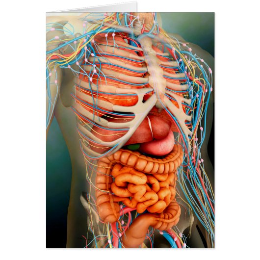 Perspective View Of Human Body, Whole Organs Cards (Front)