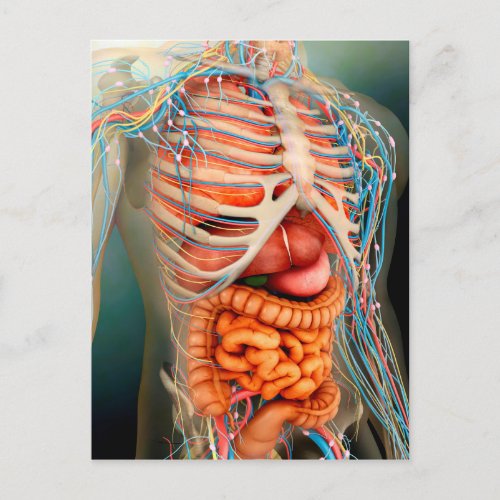 Perspective View Of Human Body Whole Organs Postcard