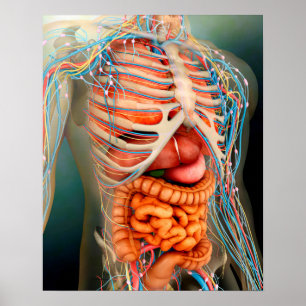 Perspective View Of Human Body, Whole Organs Poster