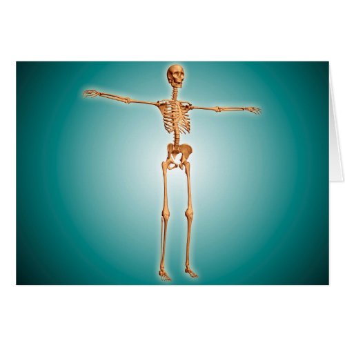 Perspective View Of Human Skeletal System