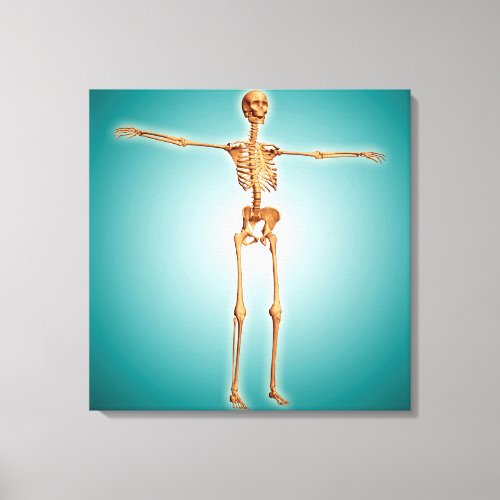 Perspective View Of Human Skeletal System Canvas Print