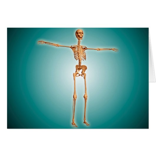 Perspective View Of Human Skeletal System Cards (Front Horizontal)