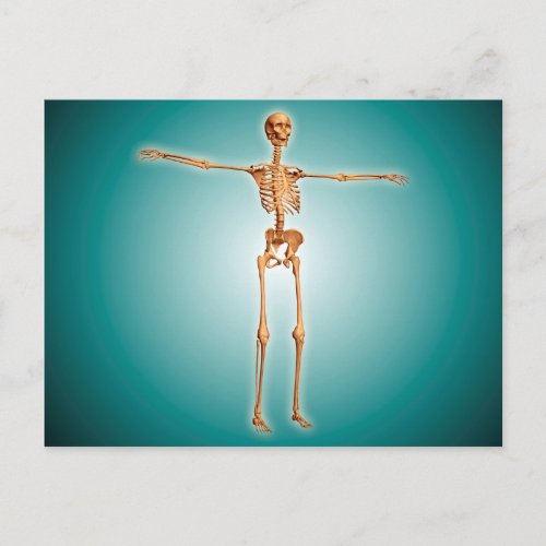 Perspective View Of Human Skeletal System Postcard