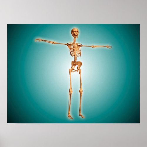 Perspective View Of Human Skeletal System Poster