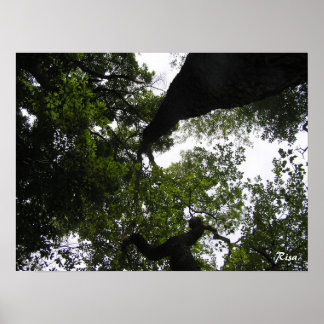 Perspective - Woodland Photo Poster