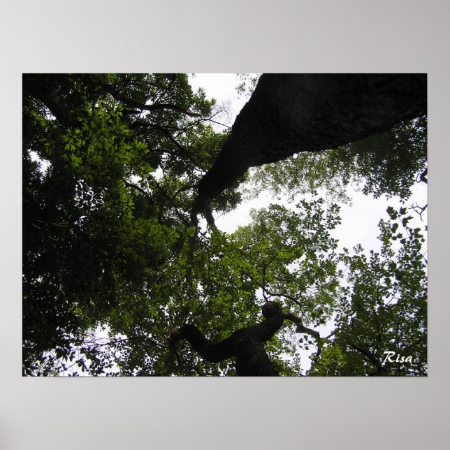 Perspective - Woodland Photo Poster (Front)