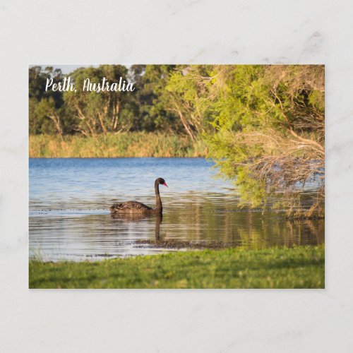 Perth Black Swan Australia Postcard
