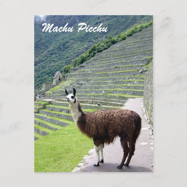 peru llama looks postcard (Front)