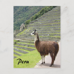 peru llama postcard