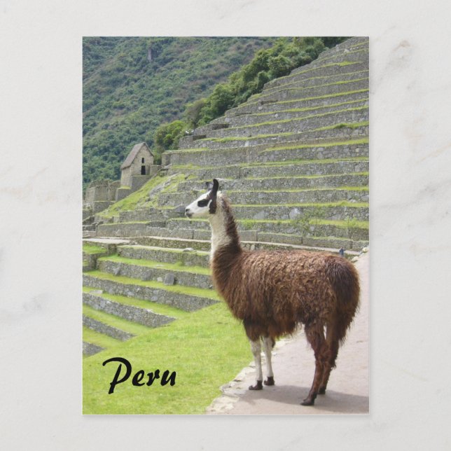 peru llama postcard (Front)