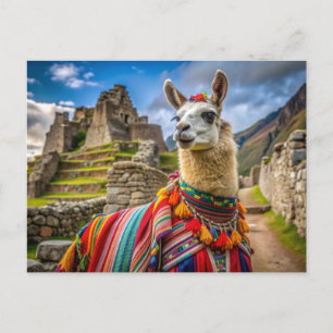 Peru Llama Postcard