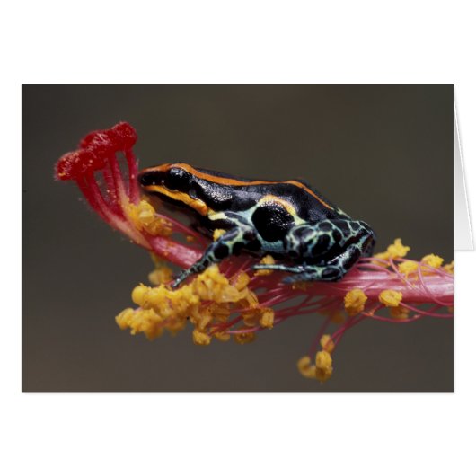 Peru, Peruvian Rain Forest. Poison Arrow Frog (Front Horizontal)