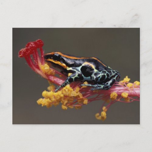 Peru Peruvian Rain Forest Poison Arrow Frog Postcard