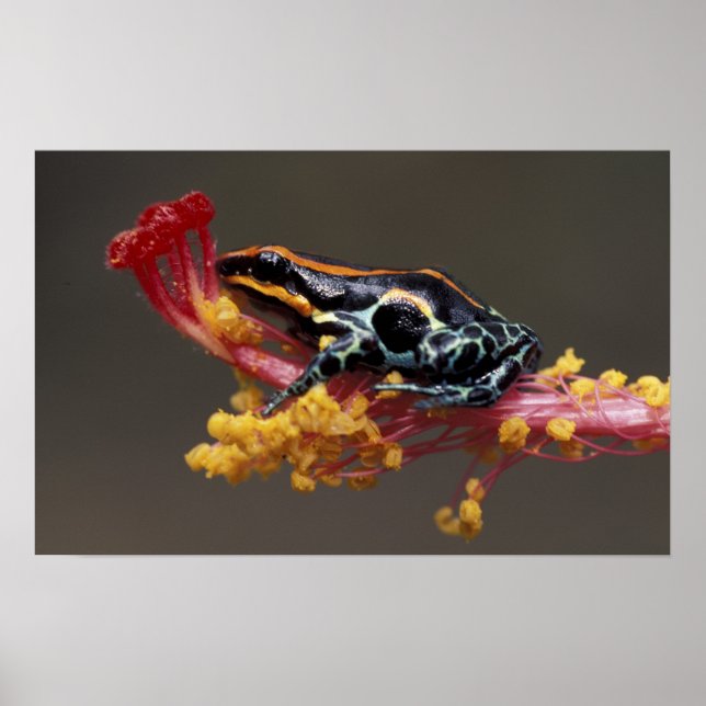 Peru, Peruvian Rain Forest. Poison Arrow Frog Poster (Front)