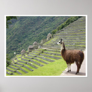 peruv llama border poster