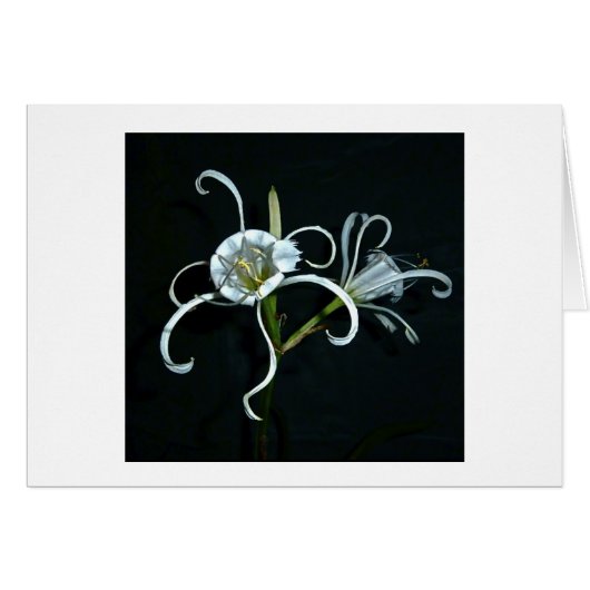 Peruvian Daffodil (Front Horizontal)