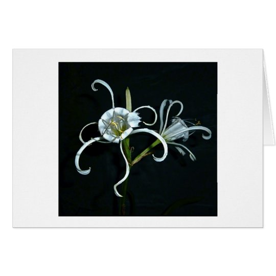 Peruvian Daffodil Card