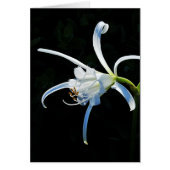 Peruvian Daffodil White Ribbons (Front)