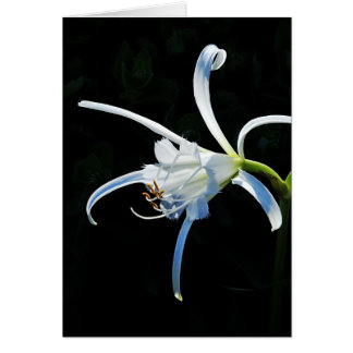 Peruvian Daffodil White Ribbons Cards