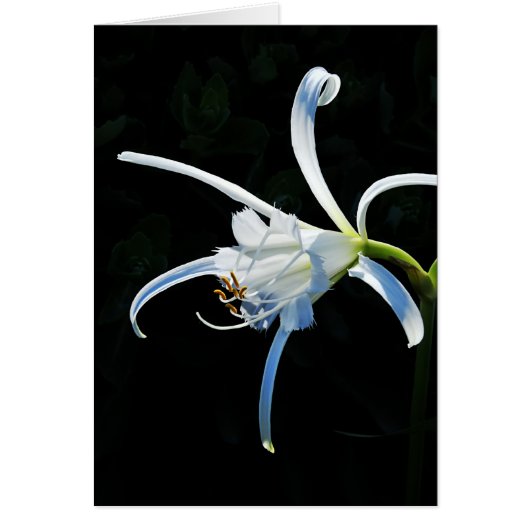 Peruvian Daffodil White Ribbons Cards (Front)