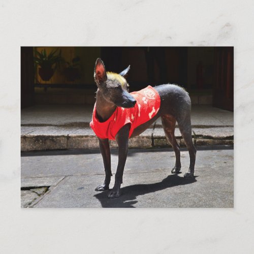 Peruvian Hairless Dog Postcard