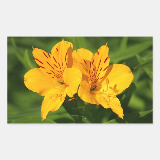 Peruvian Lilies Rectangular Sticker (Front)