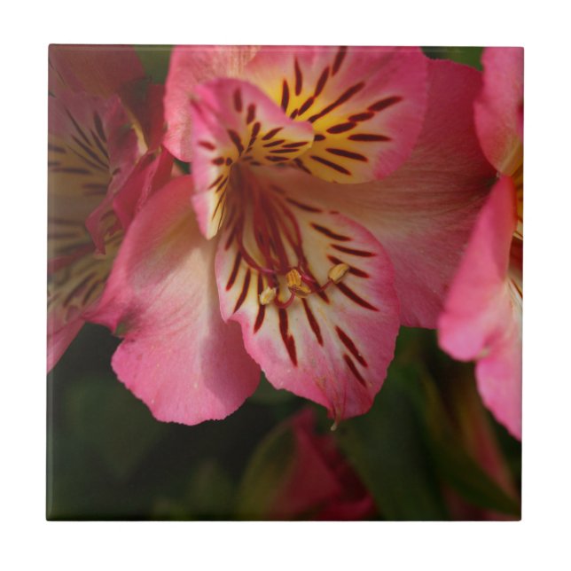 Peruvian lily (Alstroemeria aurea) Ceramic Tile (Front)