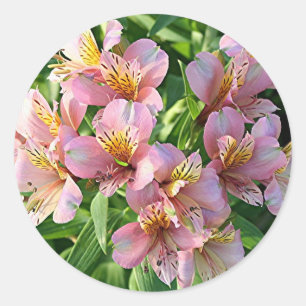 Peruvian lily (alstroemeria) flowers in bloom classic round sticker