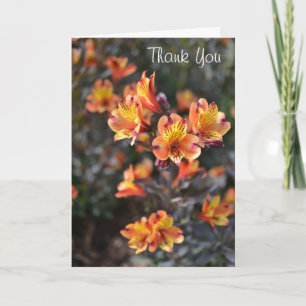 Peruvian Lily Flowers at RHS Garden Wisley Thank You Card