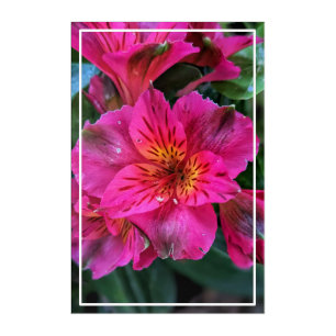 Peruvian Lily Pink Flowers-79498 Acrylic Print