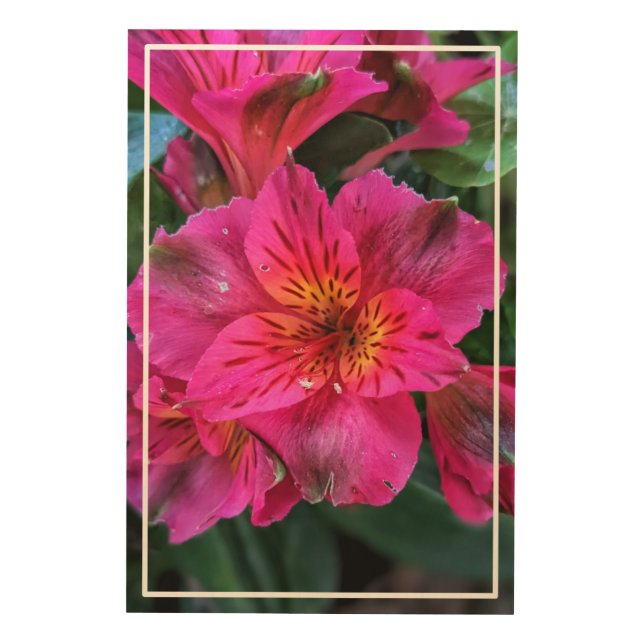 Peruvian Lily Pink Flowers-79498 Wood Wall Art (Front)