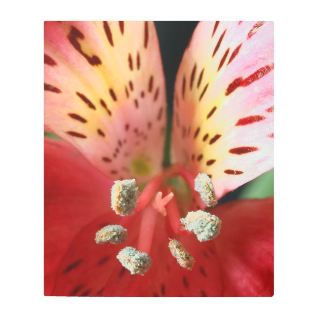 Peruvian Lily Wings Metal Wall Art (Front)