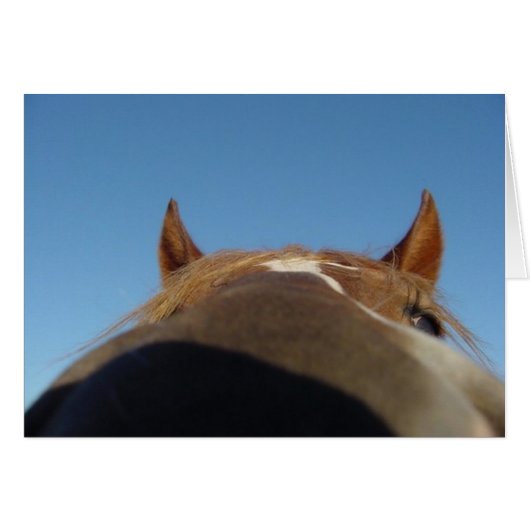 Peruvian Paso Gaited Horse Filly - Nose Cards (Front Horizontal)