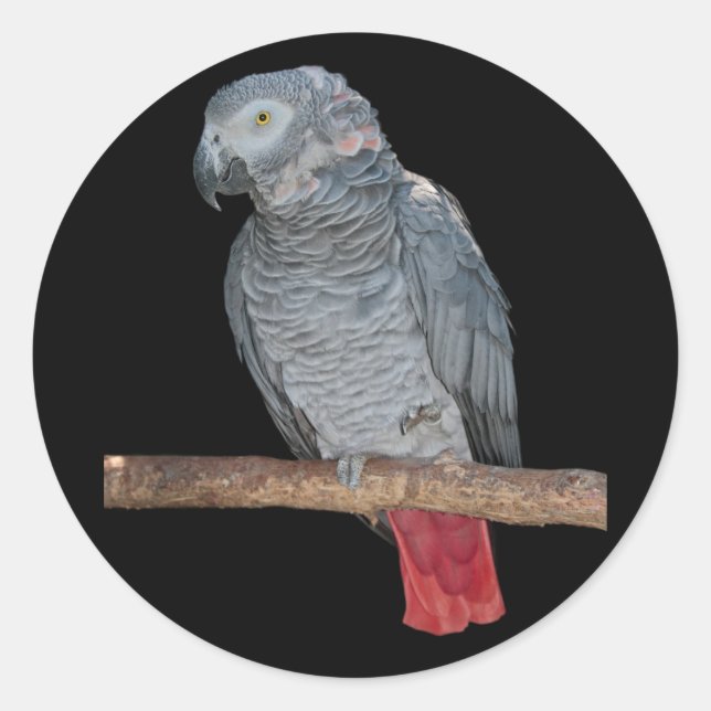 Pesky Parrot Sticker (Front)