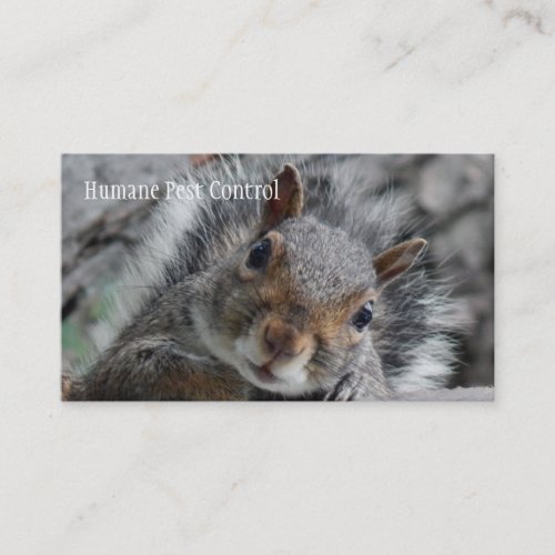 Pesky Squirrel Business Card