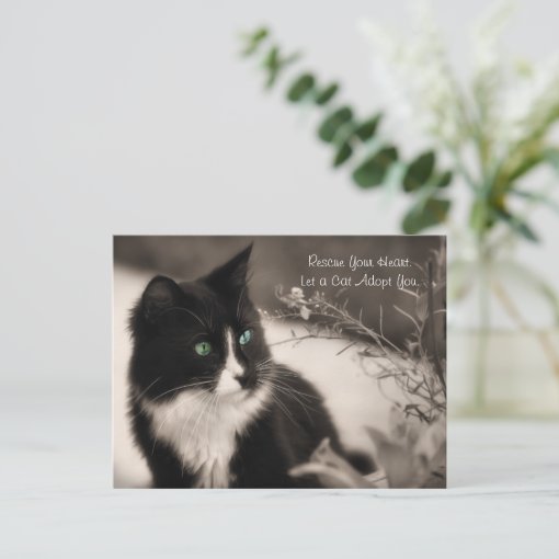 Pet Adoption Rescue Your Heart And Adopt A Cat Postcard 