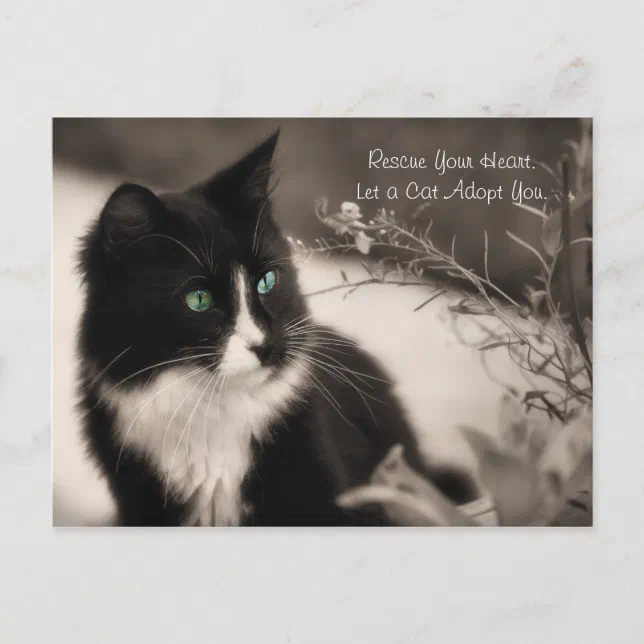 Pet Adoption Rescue Your Heart And Adopt A Cat Postcard | Zazzle