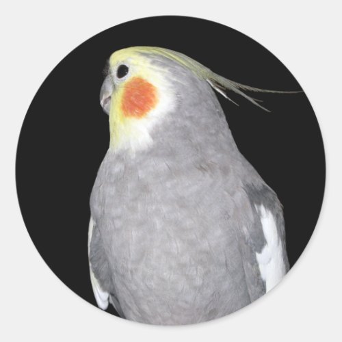 Pet Bird Cockatiel Photo Classic Round Sticker