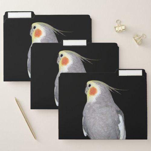 Pet Bird Cockatiel Photo on Black Background File Folder