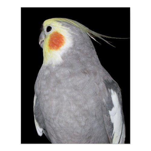 Pet Bird Cockatiel Photo Poster
