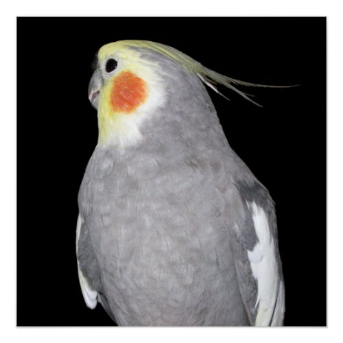 Pet Bird Cockatiel Photo Poster