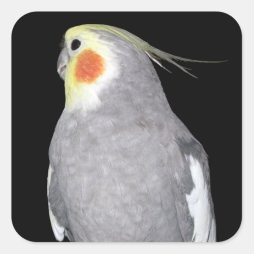 Pet Bird Cockatiel Photo Square Sticker