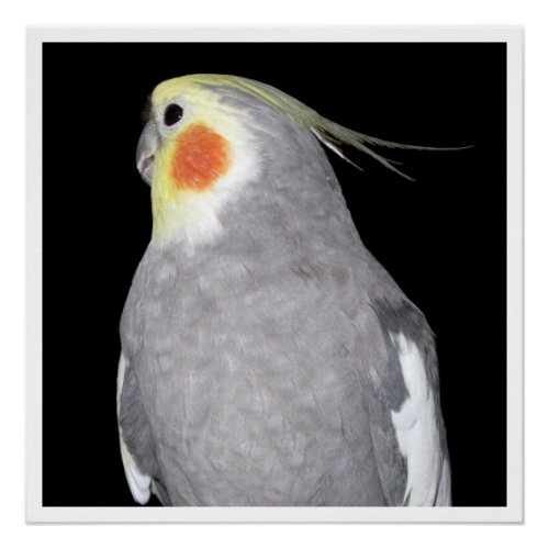 Pet Bird Cockatiel Photography Poster
