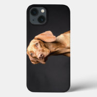 Pet Brown Beagle Dog