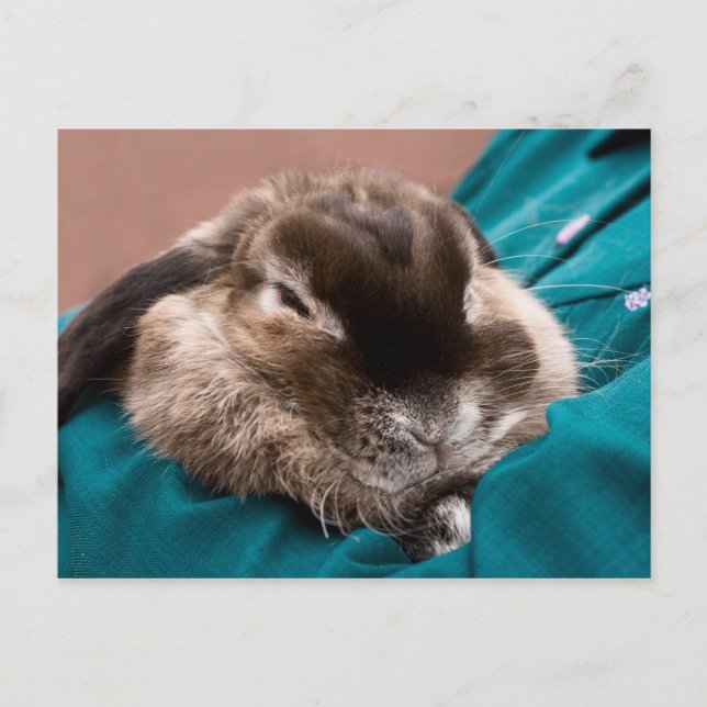 Pet Bunny Postcard (Front)