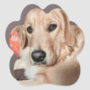 Pet Car Magnet