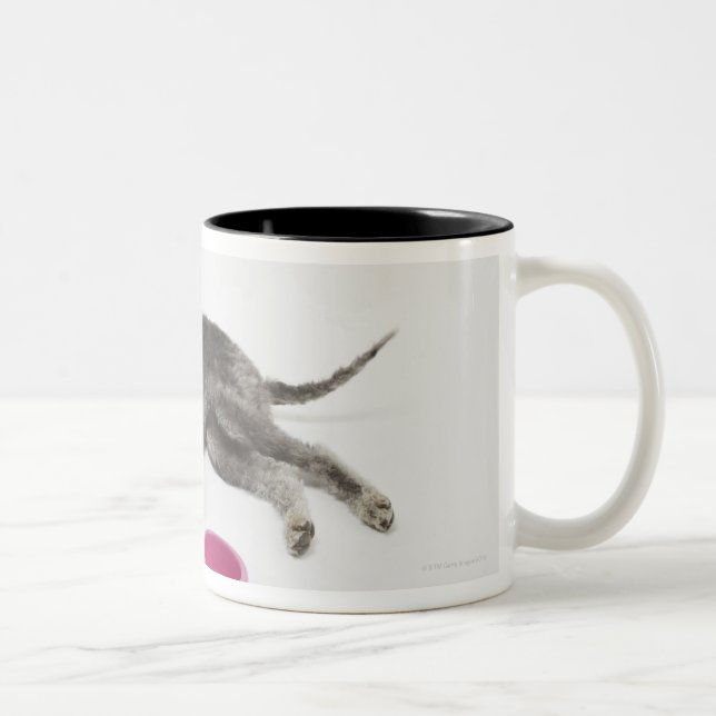 Pet care, health and nutrition for domestic pets Two-Tone coffee mug (Right)
