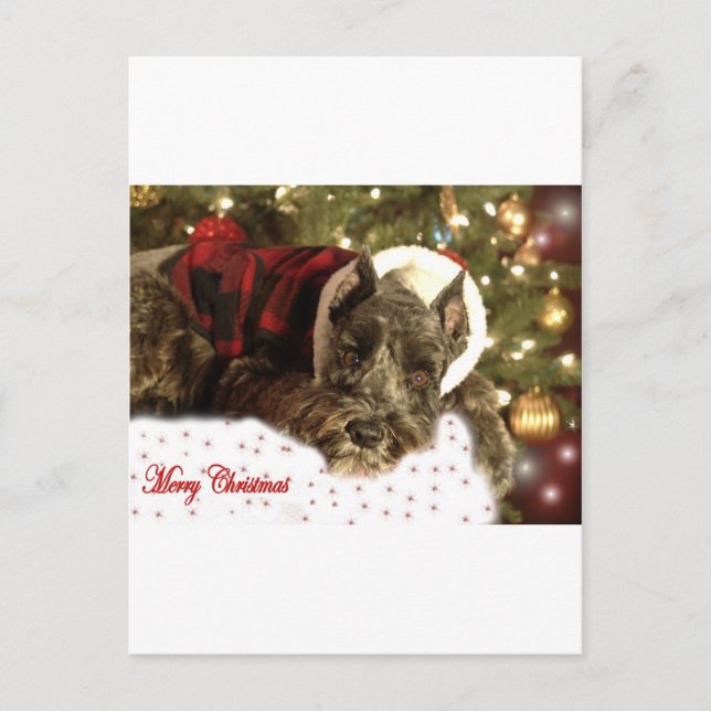 Pet Christmas Card (Front)