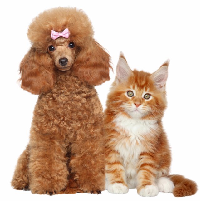 Pet Dog and Cat Photo Sculpture Cutout (Front)